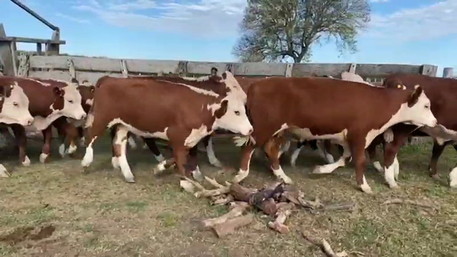 Lote 42 Novillos en Nogoyá, Entre Ríos