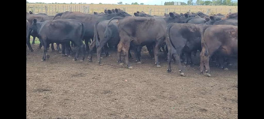 Lote 59 Novillitos en Villaguay, Entre Ríos