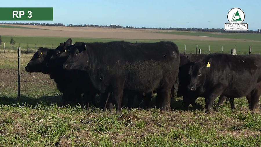 Lote 10 Vaquillonas preñadas ANGUS a remate en 40º Remate Anual - Cabaña Los Pinos en Balcarce