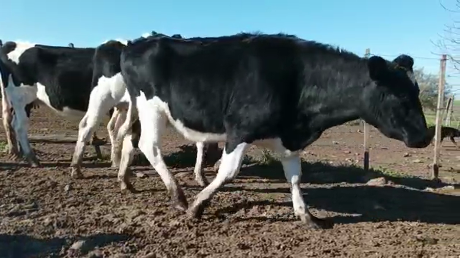 Lote (Vendido)3 Vaquillonas 1 a 2 años HOLANDO a remate en 5to remate por pantalla ENTRE MARTILLOS, San José
