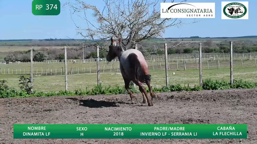 Lote Dinamita LF