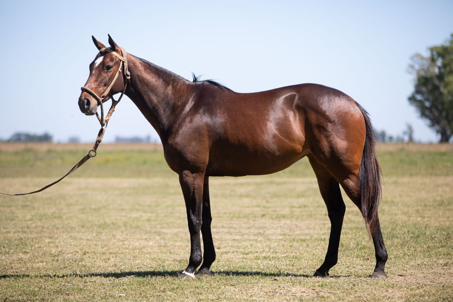 Lote YAPA BUDD(DON URBANO FUTURO-CHAPA CORONA)