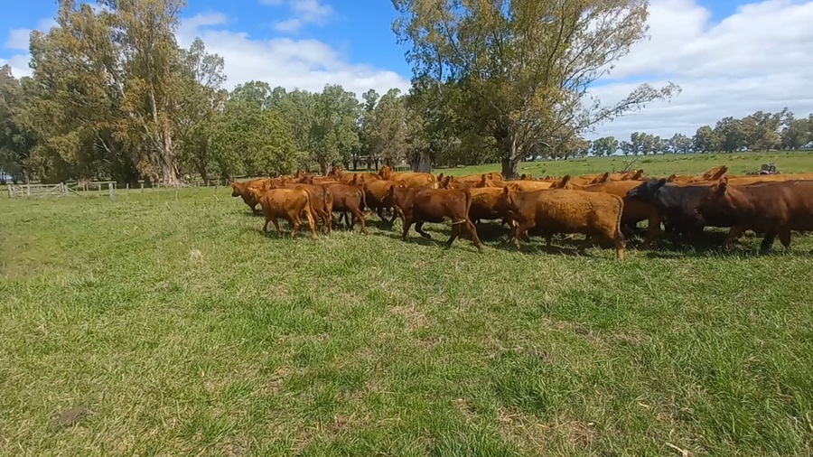Lote 34 Vaquillonas PÑ en Gral. Alvear