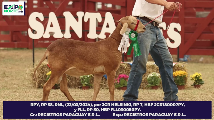 Lote 38