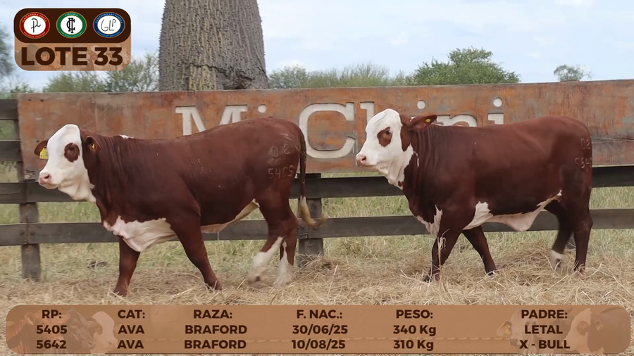 Lote LOTE 33