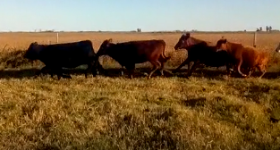 Lote 11 Terneros/as 180Kg en Viamonte, Córdoba