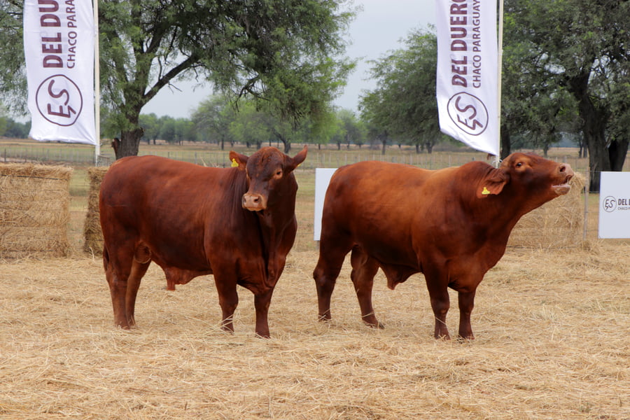 Lote TOROS