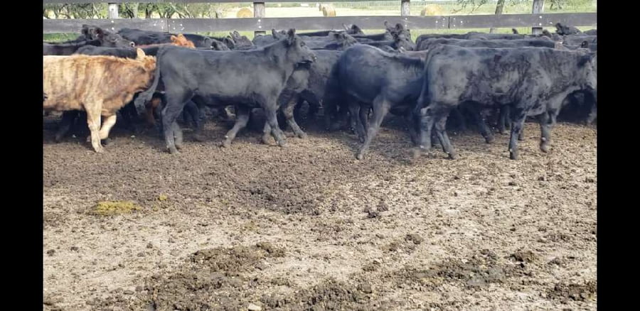 Lote 75 Terneros/as en Villaguay, Entre Ríos