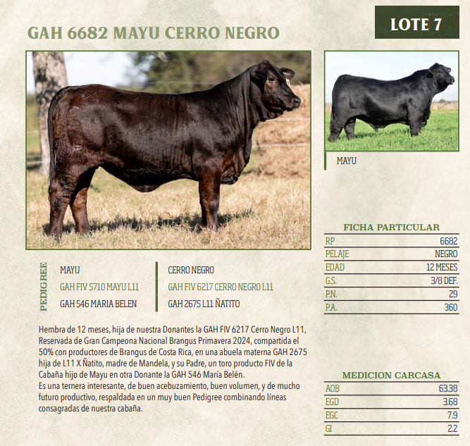 Lote LOTE 7