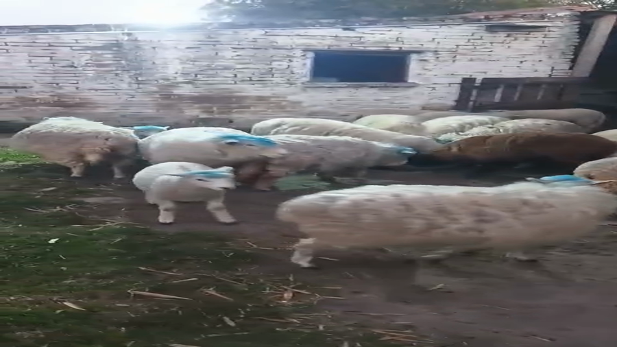 Lote 42 Ovejas en Cerro Largo, Rio Branco