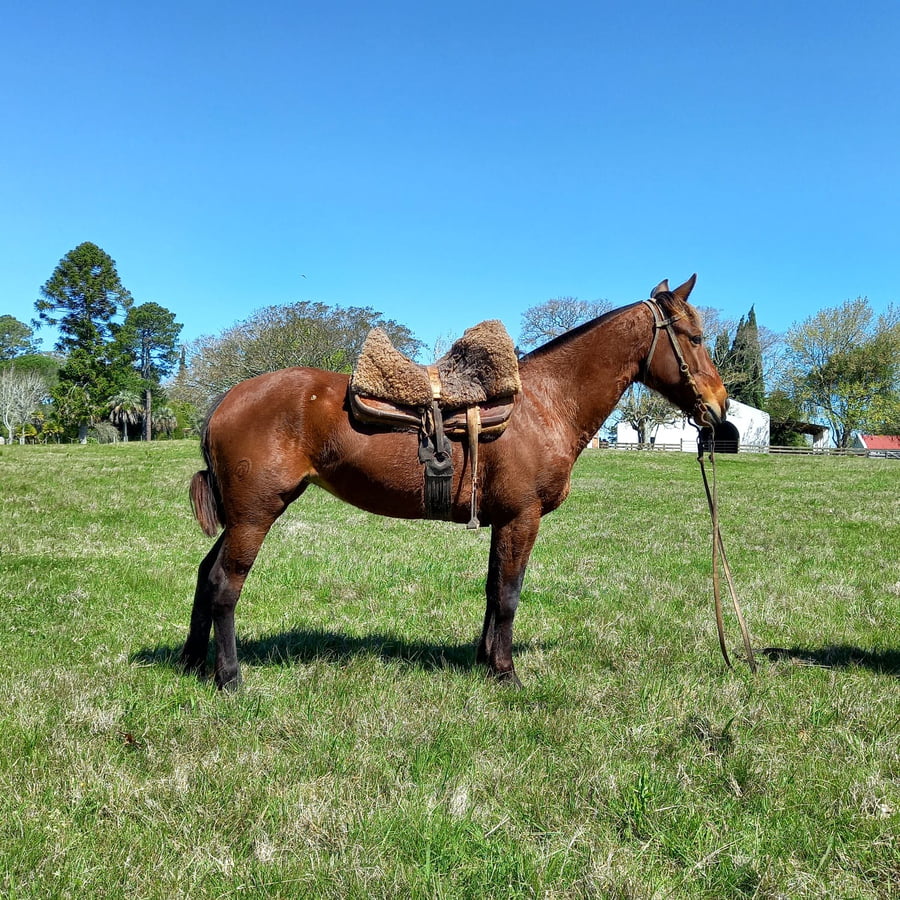 Lote Loquilla El Cimarron (RP 40) - Cabaña El Cimarron