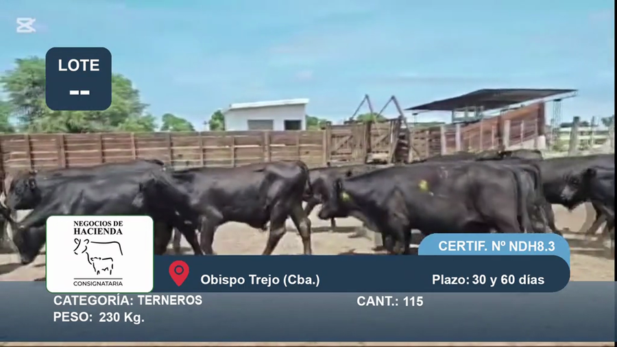 Lote 115 Terneros en Córdoba, Obispo Trejo
