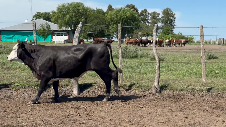 Lote 32 Novillos en Entre Ríos, San Jaime
