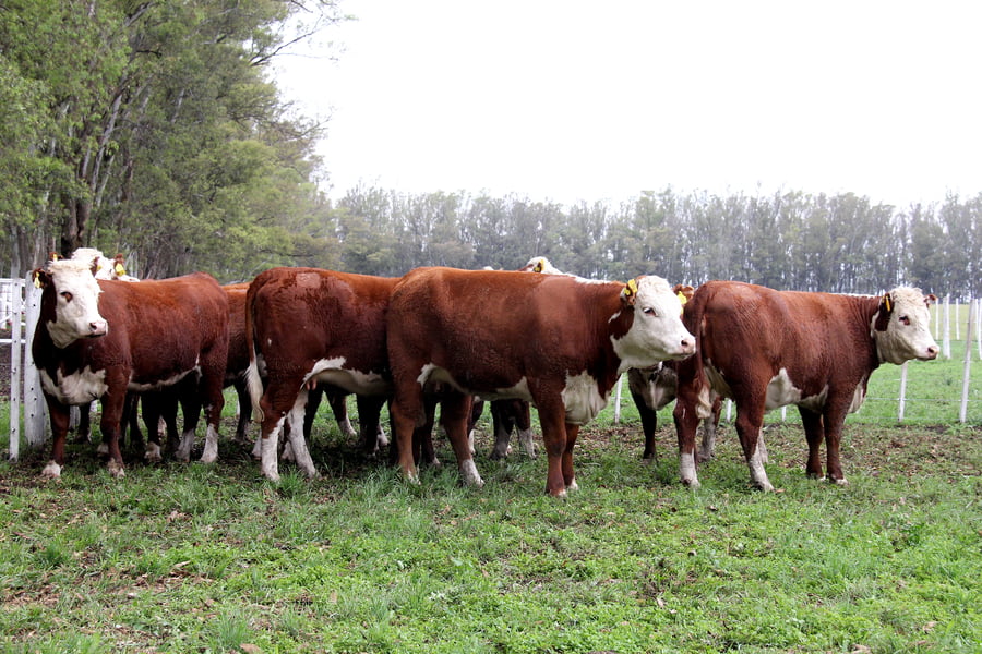 Lote VAQUILLONAS PREÑADAS PR HEREFORD -PARICION OTOÑO 2022-