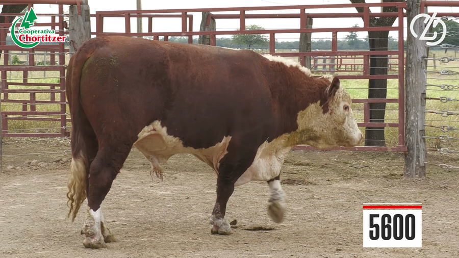 Lote Hereford