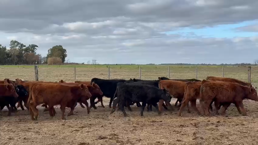 Lote 70 Terneros/as en Buenos Aires