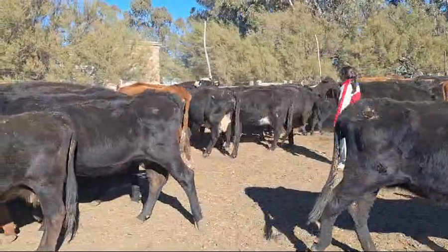 Lote 63 Vacas CUT preñadas en Tornquist, Buenos Aires