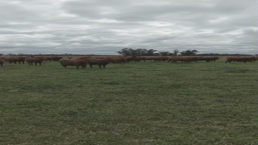 Lote 100 Vaquillonas