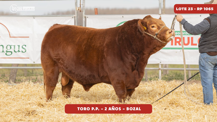 Lote TORO PURO DE PEDIGREE - 24 meses - bozal