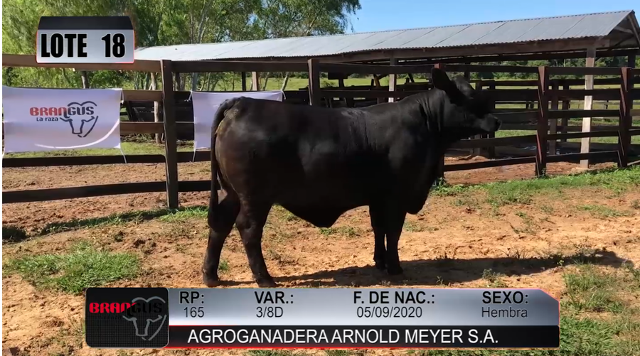 Lote Nacional de Otoño Brangus Campo - Lote 18