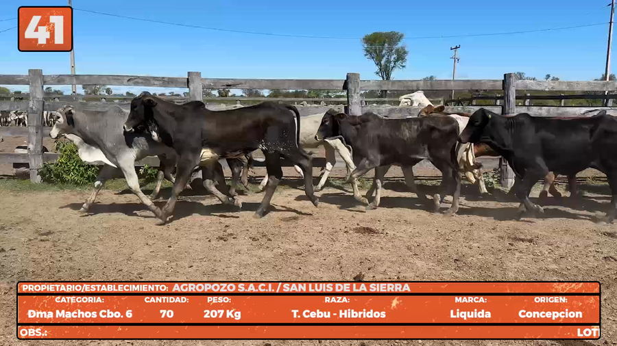 Lote LOTE 41