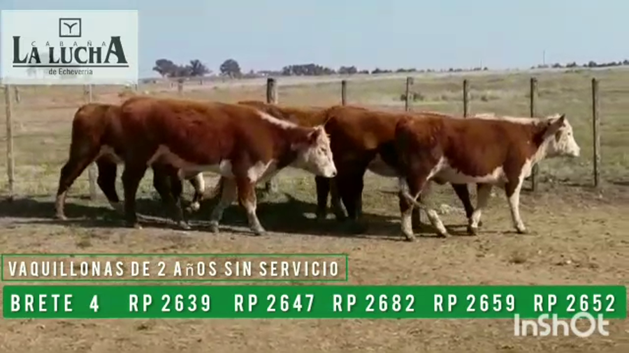 Lote VAQUILLONAS PI DE 2 AÑOS SIN SERVICIO