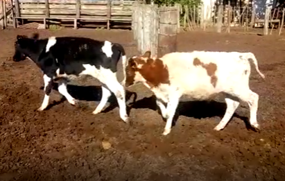 Lote 10 Terneros de 160Kg en Pueblo Italiano, Córdoba