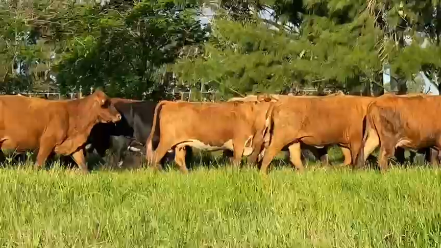 Lote 53 Vacas nuevas C/ gtia de preñez