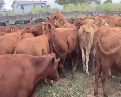 Lote 57 Vaquilla Engorda en Río Negro, X Región Los Lagos