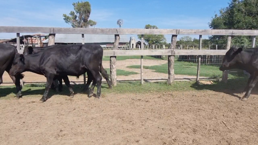 Lote 66 Novillitos
