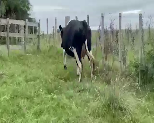 Lote (Vendido)Vaquillonas 1 a 2 años HOLANDO a remate en Entre Martillos en RUTA 45