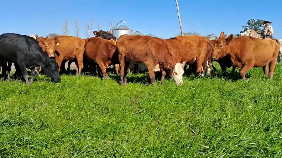Lote 34 Vaquillonas c/garantía de preñez  en Corrientes, Curuzú-Cuatiá