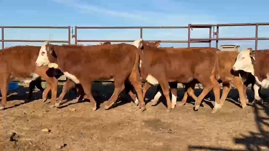 Lote 246 Terneras en Corrientes, Paso de Los Libres
