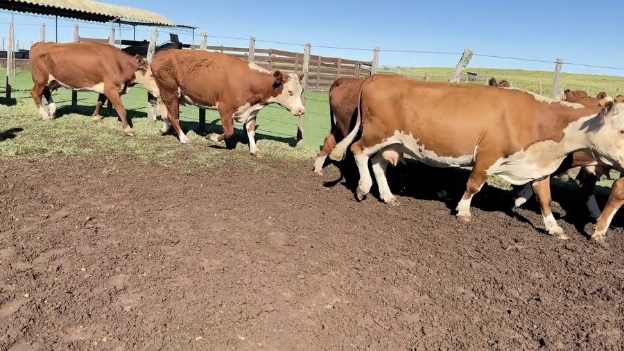 Lote VACAS DE INVERNADA