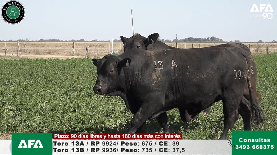 Lote """EL MATACO"" Toros"