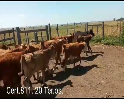 Lote TERNEROS