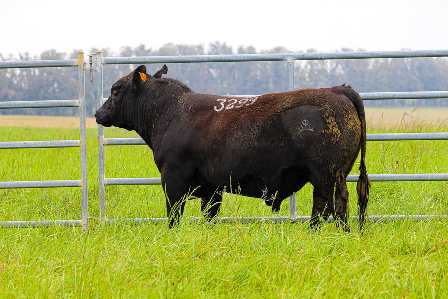 Lote ABERDEEN ANGUS SA - Angus NEGROS