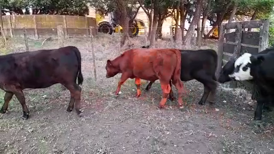 Lote 20 Terneros/as en Benito Juárez, Buenos Aires