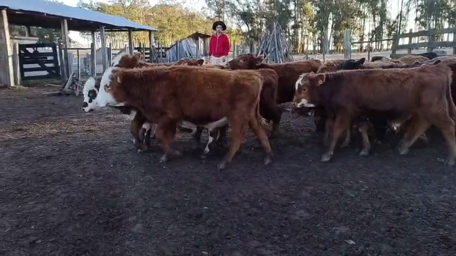 Lote 25 Terneros