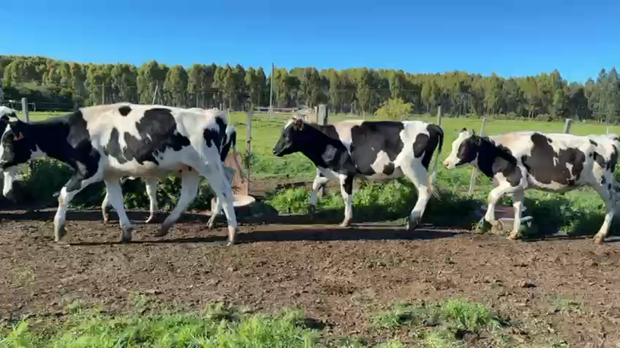 Lote NOVILLOS 1 a 2 AÑOS