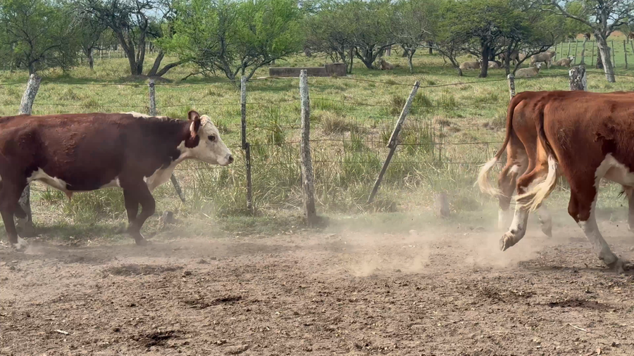 Lote 58 Novillitos