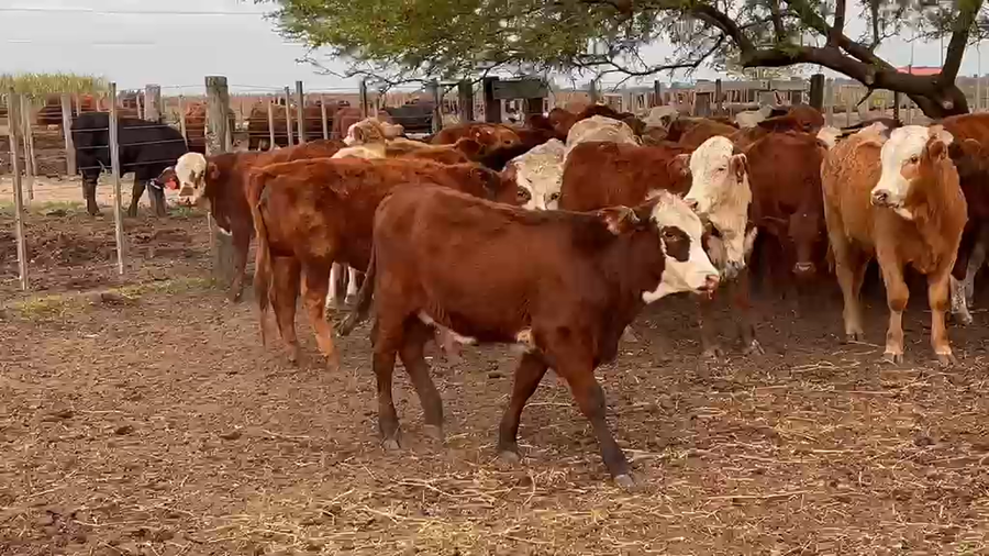Lote 74 Terneros/as