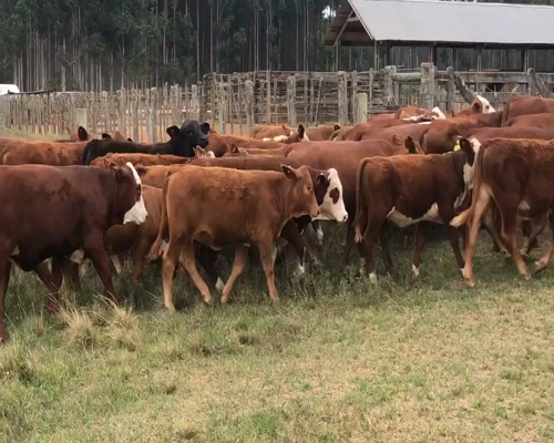 Lote 68 Terneros/as en Ituzaingó, Corrientes