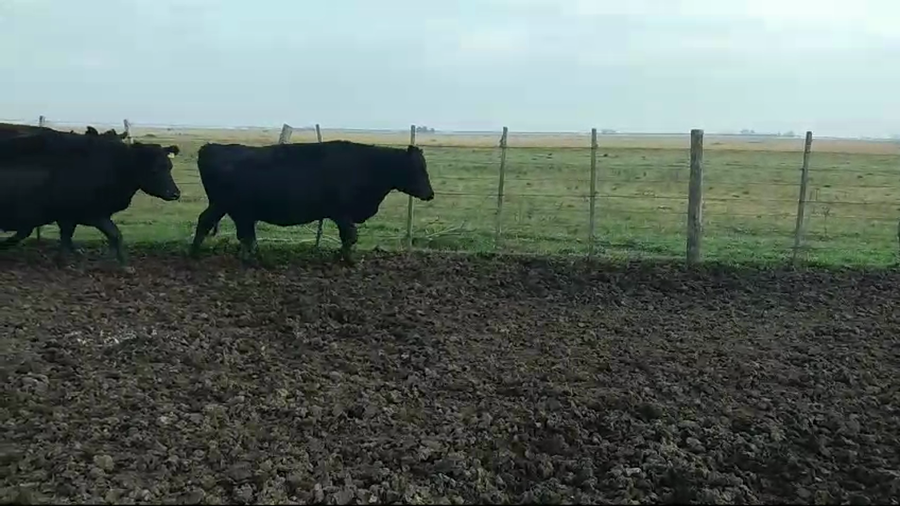 Lote 47 Vacas C/ gtia de preñez  USADAS en Punta Indio, Buenos Aires