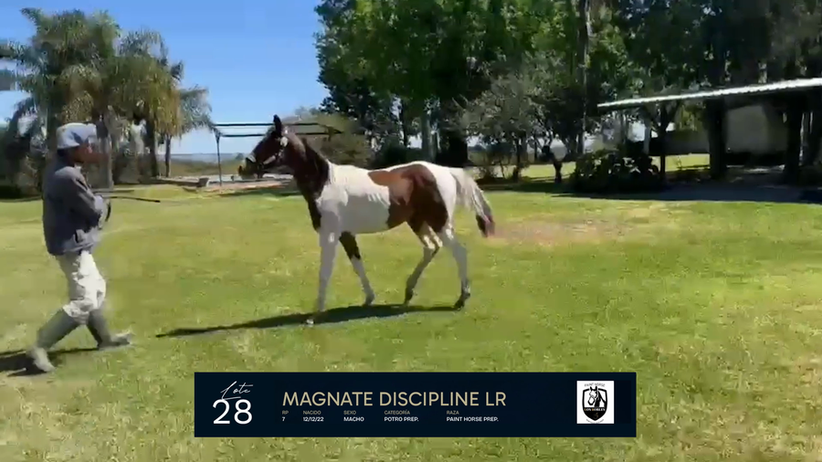 Lote MAGNATE DISCIPLINE LR