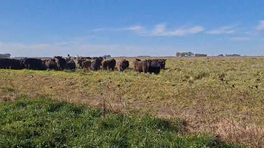 Lote 90 Vaquillonas