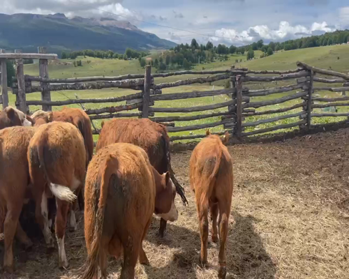 Lote 24 Ternero en Coyhaique, XI Región Aysén
