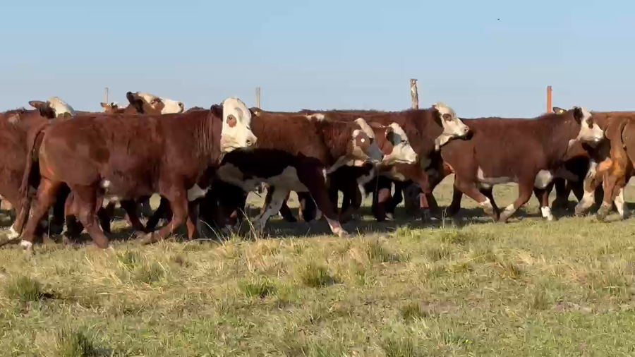 Lote 350 Terneros en Corrientes, Mercedes