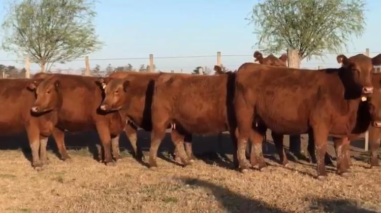 Lote CABAÑA SAN SEBASTIAN VAQUILLONAS PURAS CONTROLADAS CON GARANTÍA DE PREÑEZ