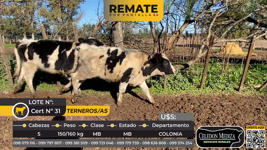 Lote 5 Terneros y Terneras en La Horqueta, Colonia